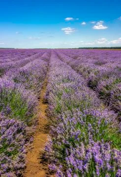 Lavender flower fields Stock Photos