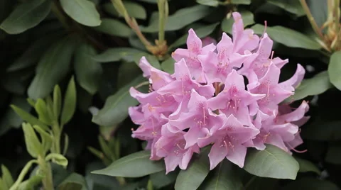 Lavender Flower Video stock 1915306