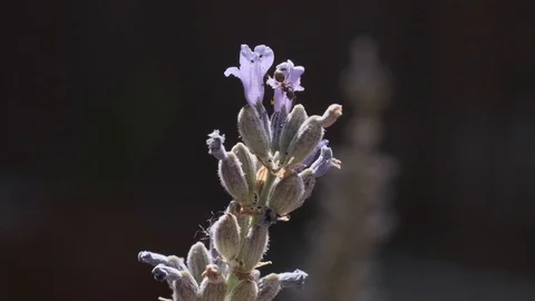 Lavender flower Stock Footage 112941895
