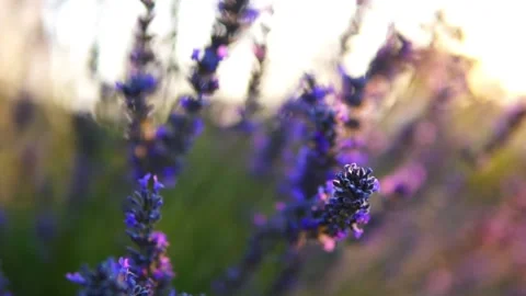 Lavender flower Stock Footage 166102053