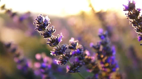 Lavender flower Stock Footage 166102098