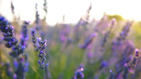 Lavender flower Stock Footage 166102103