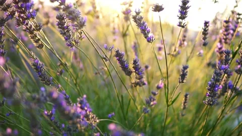 Lavender flower Stock Footage 166102227