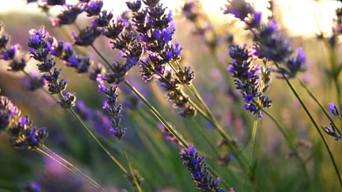 Lavender flower Stock Footage 166102269