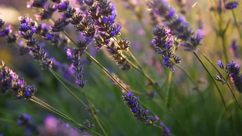 Lavender flower Stock Footage 166102274