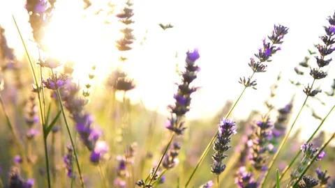 Lavender flower Stock Footage 166102445