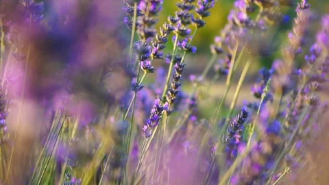 Lavender flower Stock Footage 166102449
