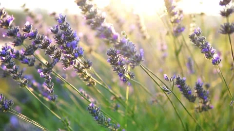 Lavender flower Stock Footage 166102568