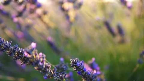 Lavender flower Stock Footage 166102572