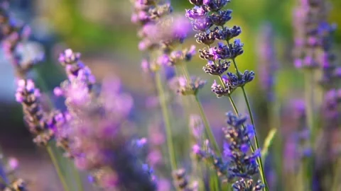 Lavender flower Stock Footage 166102592