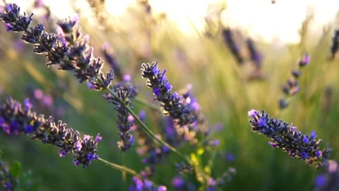 Lavender flower Stock Footage 166102675