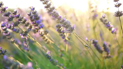 Lavender flower Stock Footage 166102689