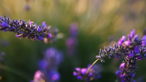 Lavender flower Stock Footage 166102758