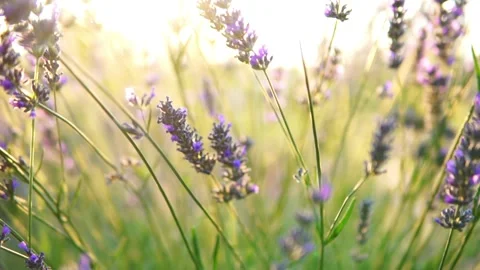Lavender flower Stock Footage 166102774