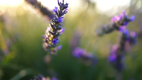 Lavender flower Stock Footage 166102853