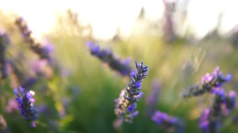 Lavender flower Stock Footage 166102856