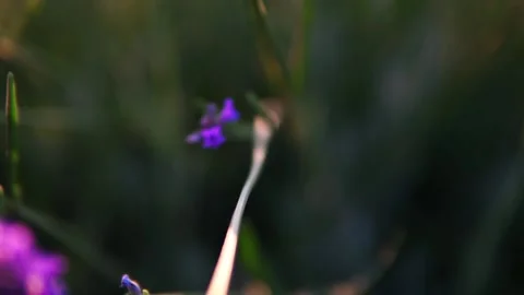 Lavender flower Stock Footage 166102857