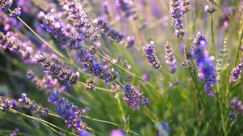 Lavender flower Stock Footage 166102898