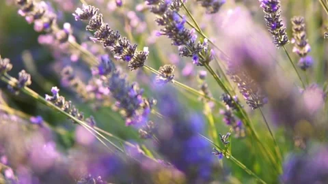 Lavender flower Stock Footage 166102927