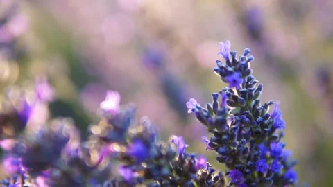 Lavender flower Stock Footage 166103006