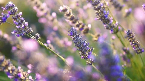 Lavender flower Stock Footage 166103045