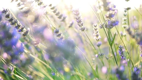 Lavender flower Stock Footage 166103077
