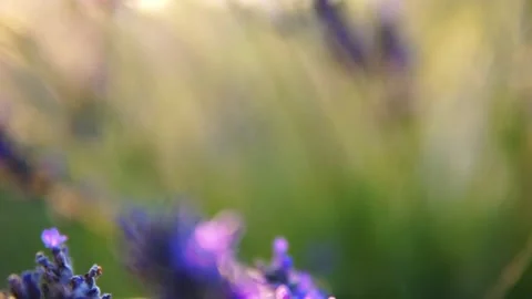 Lavender flower Stock Footage 166103078