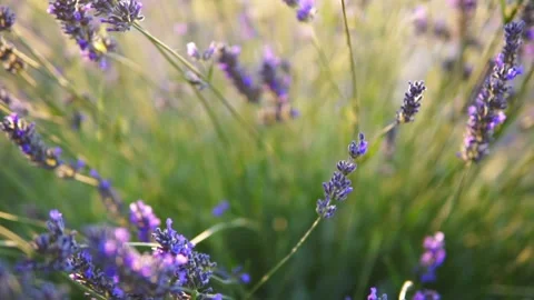 Lavender flower Stock Footage 166103288