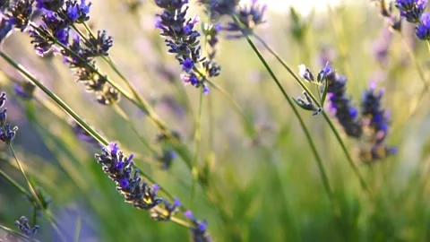 Lavender flower Stock Footage 166103289