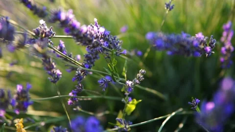 Lavender flower Stock Footage 166103345