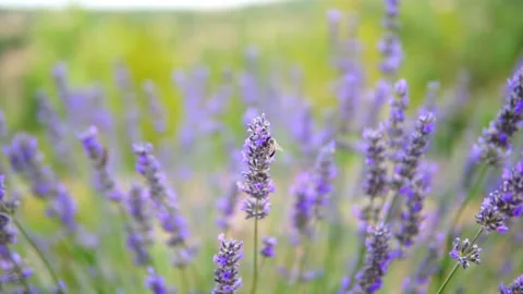 Lavender flower Stock Footage 166103402