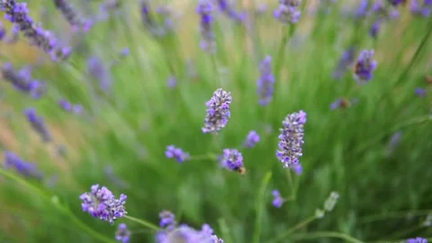 Lavender flower Stock Footage 166103448