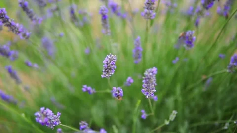 Lavender flower Stock Footage 166103528