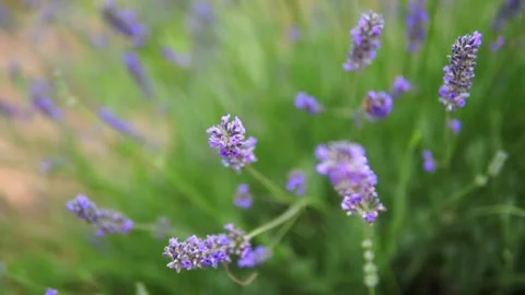 Lavender flower Stock Footage 166103571