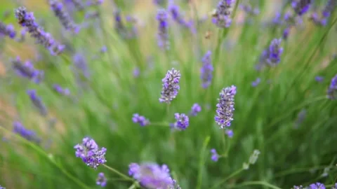 Lavender flower Stock Footage 166103639