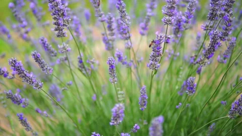 Lavender flower Stock Footage 166103678