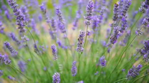Lavender flower Stock Footage 166103703