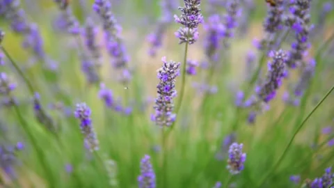 Lavender flower Stock Footage 166103789