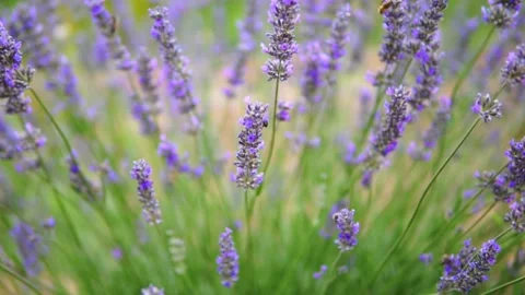Lavender flower Stock Footage 166103839