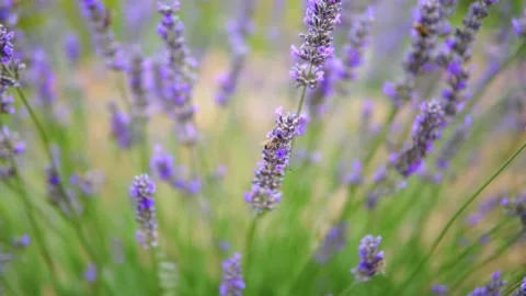 Lavender flower Stock Footage 166103858