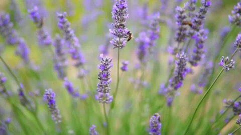 Lavender flower Stock Footage 166103960