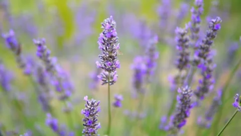 Lavender flower Stock Footage 166104099