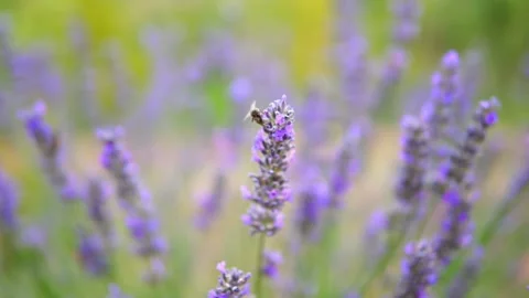 Lavender flower Stock Footage 166104101