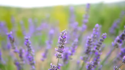 Lavender flower Stock Footage 166104106