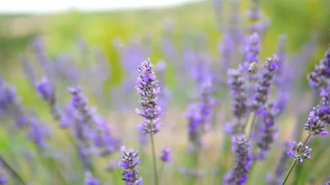 Lavender flower Stock Footage 166104328