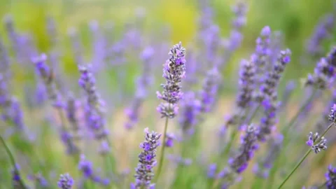 Lavender flower Stock Footage 166104393