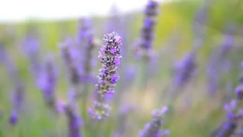 Lavender flower Stock Footage 166104561