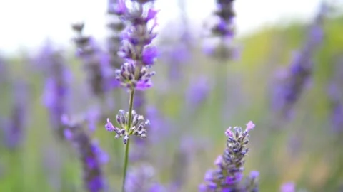 Lavender flower Stock Footage 166104649