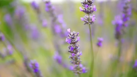 Lavender flower Stock Footage 166104831