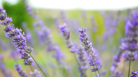 Lavender flower Stock Footage 166104892
